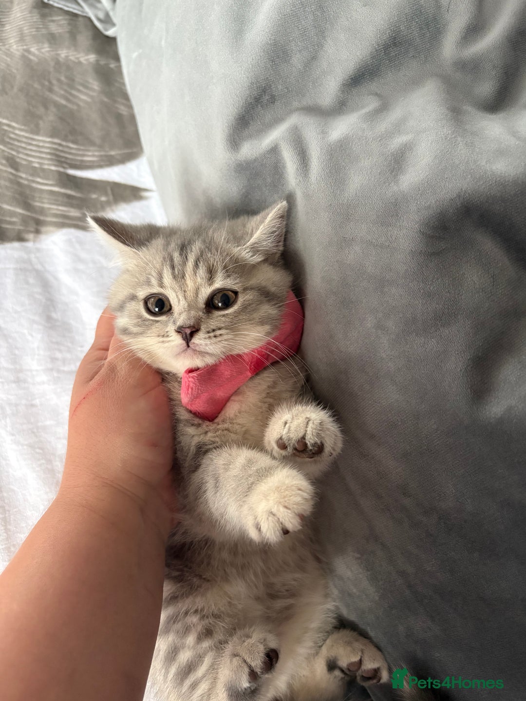 Scottish Fold cats for sale: Scottish fold kittens ready to find new homes - Image 6