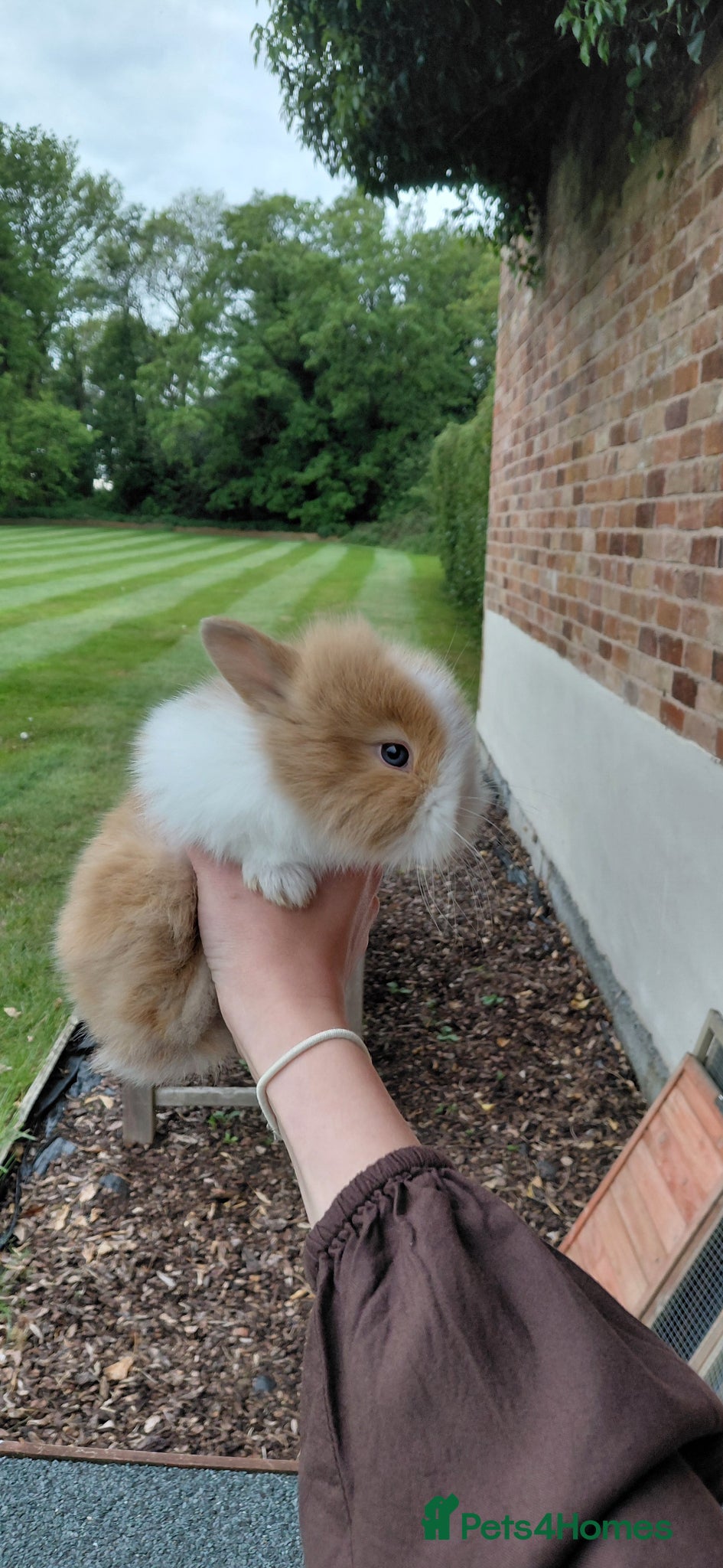 Lionhead rabbits 5 baby lionheads for sale now 😍😍 - Advert 5