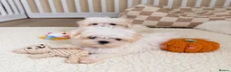 Maltese dogs for sale: 🐾 Beautiful Maltese puppies 🐾 - Advert 3