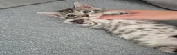 Mixed Breed cats for sale: Mixed bengal kittens - Advert 7