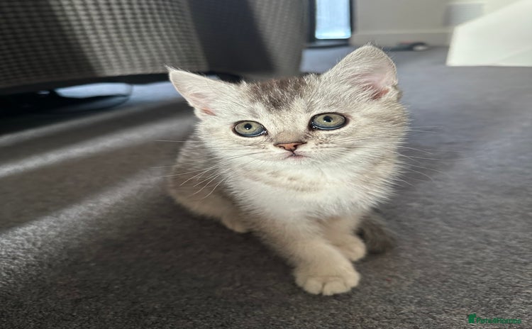 Scottish Fold cats - Advert 13