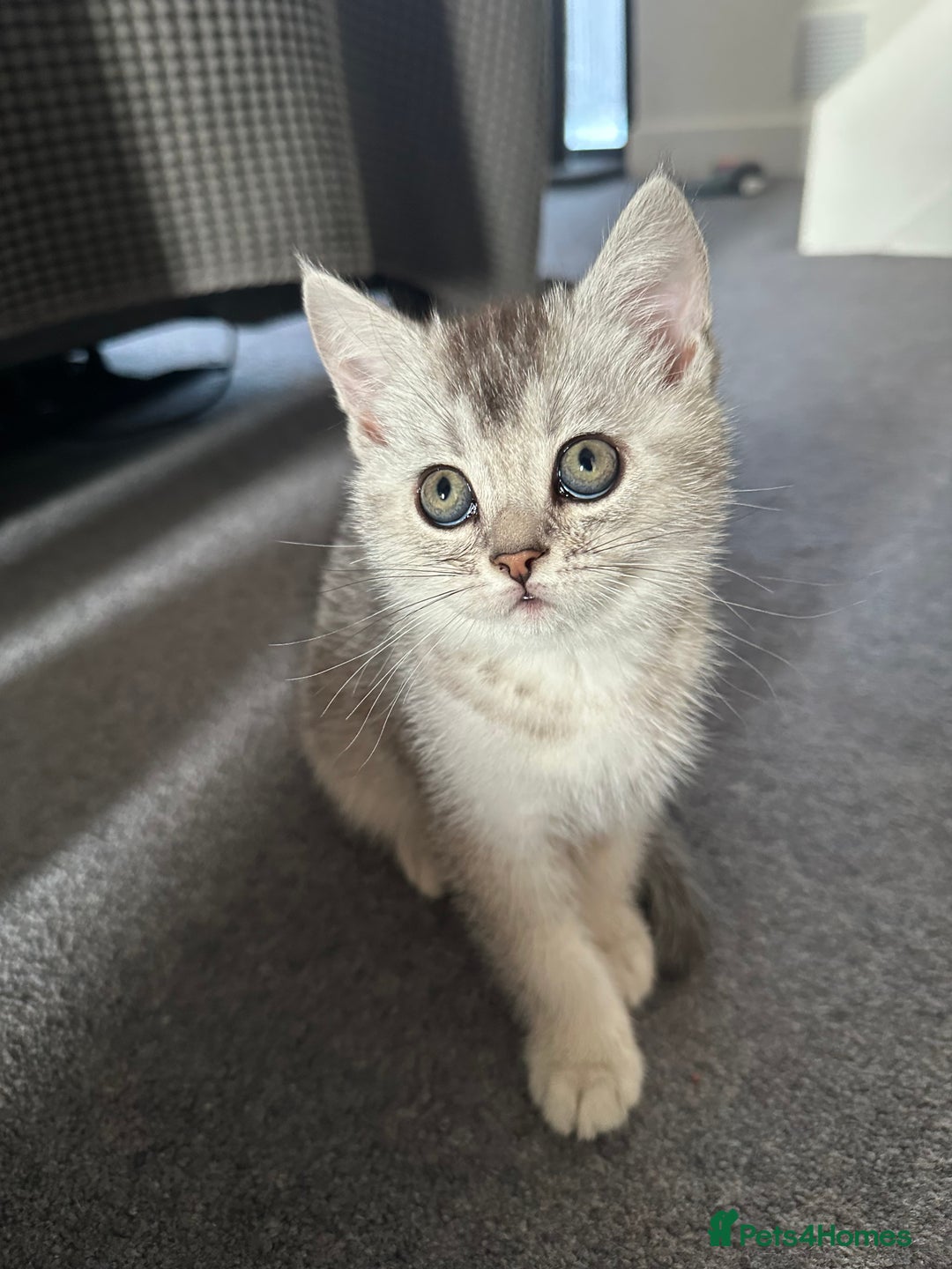 Scottish Fold cats for sale: Scottish fold/straight kittens (girls) - Image 1