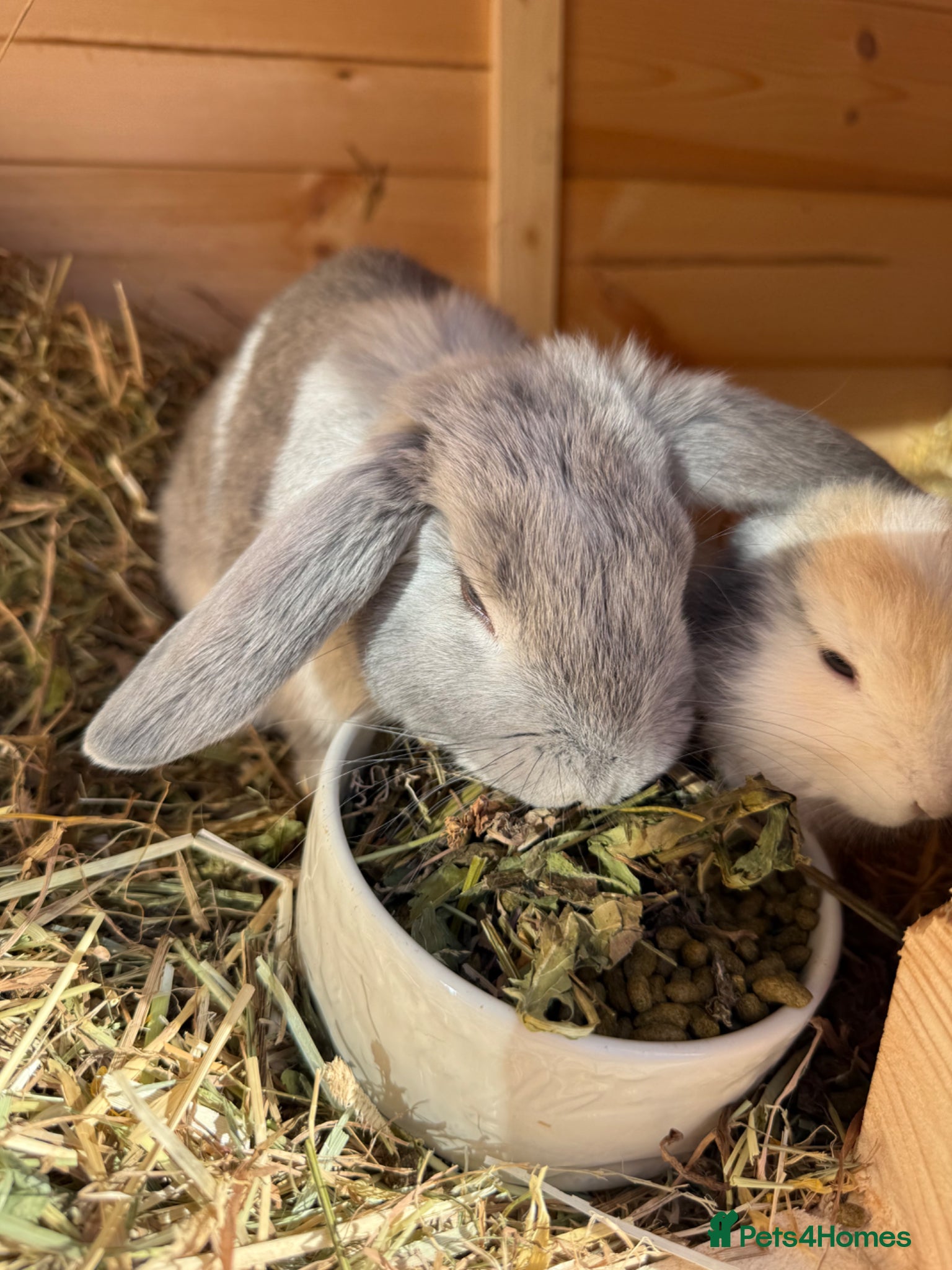 Dwarf Lop rabbits Paired female bunnies  - Advert 1