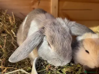 Dwarf Lop rabbits Paired female bunnies - Advert 1