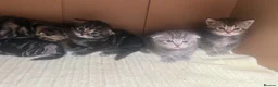 Scottish Fold cats for sale: Scottish fold kittens  - Advert 28