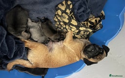 Pug dogs for sale: Adorable chunky pug puppies deposits taken now  - Advert 2