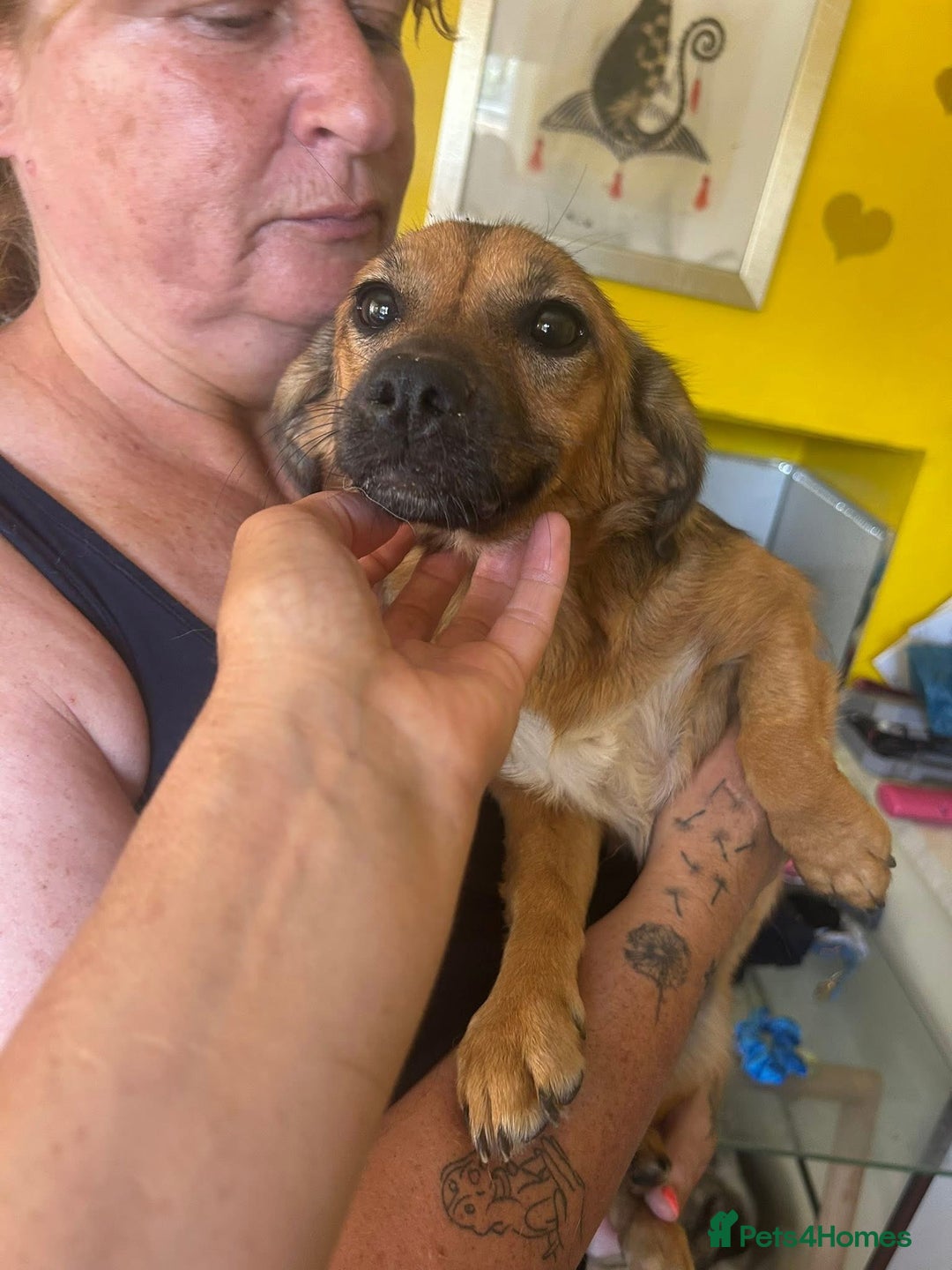 Mixed Breed dogs for adoption: Pepper - Norwich Norfolk  - Image 10