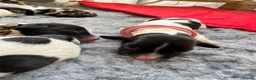 English Springer Spaniel dogs for sale: KC Champion bred Springer Spaniels - Advert 9