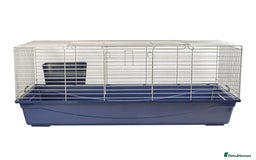 Dwarf Lop rabbits for sale: Male Dwarf lop Rabbit - Image 4