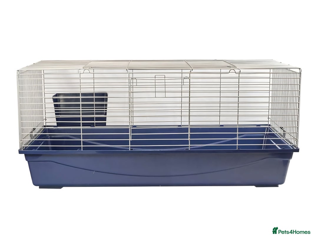 Dwarf Lop rabbits for sale: Male Dwarf lop Rabbit - Image 4