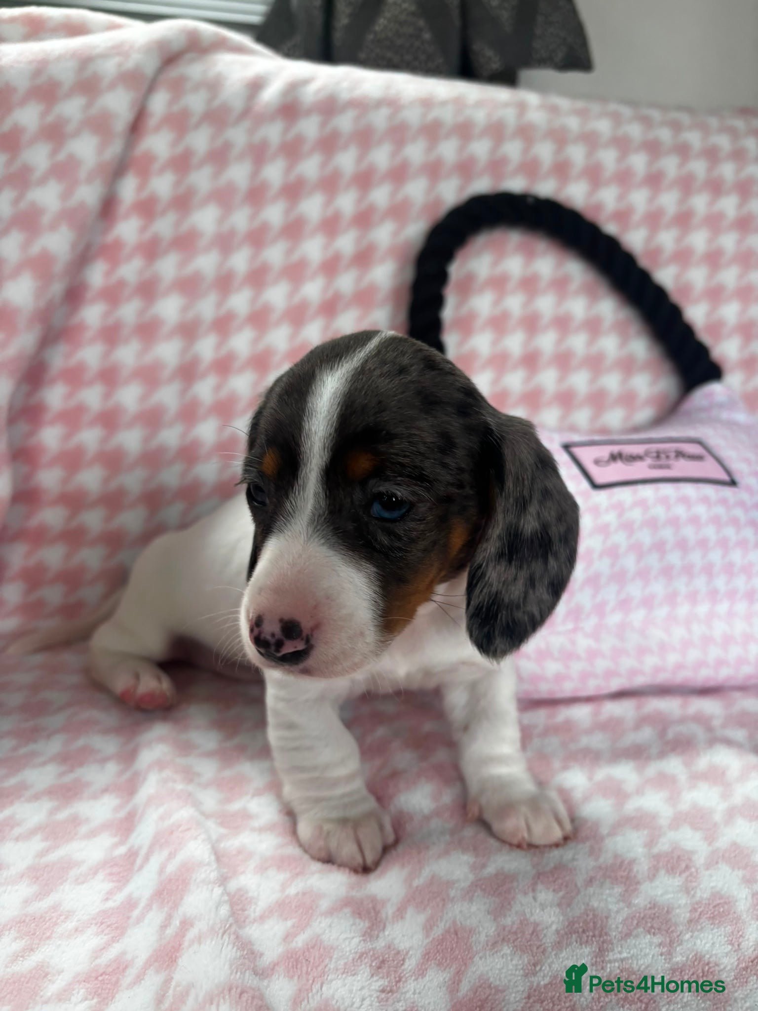 Miniature Dachshund dogs for sale: Miniature dachshund puppies - Advert 6