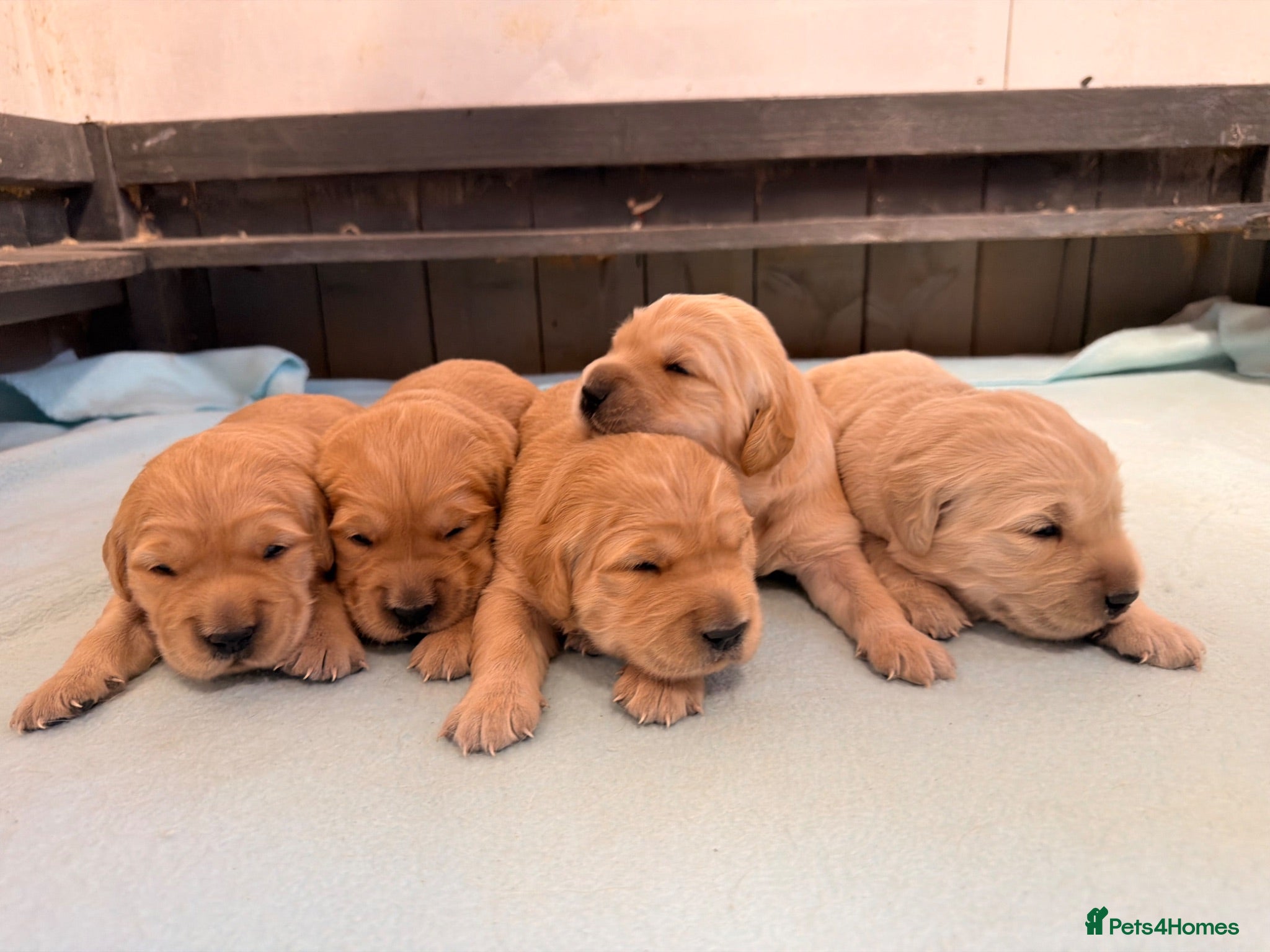 Golden Retriever dogs KC registered Golden Retriever  - Advert 1