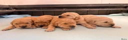 Golden Retriever dogs for sale: KC registered Golden Retriever  - Advert 1