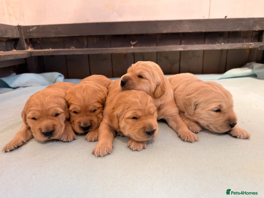 Golden Retriever dogs for sale: KC registered Golden Retriever  - Advert 1