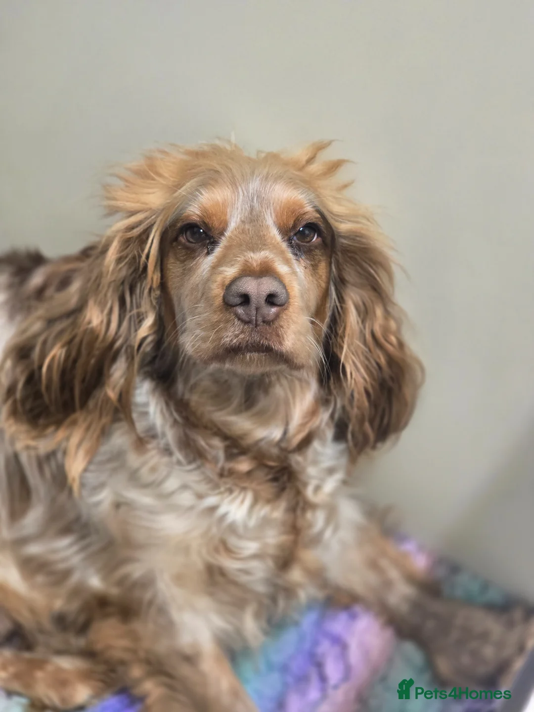 Cocker Spaniel dogs for sale: Beautiful show spaniel poppy for rehome  - Advert 3