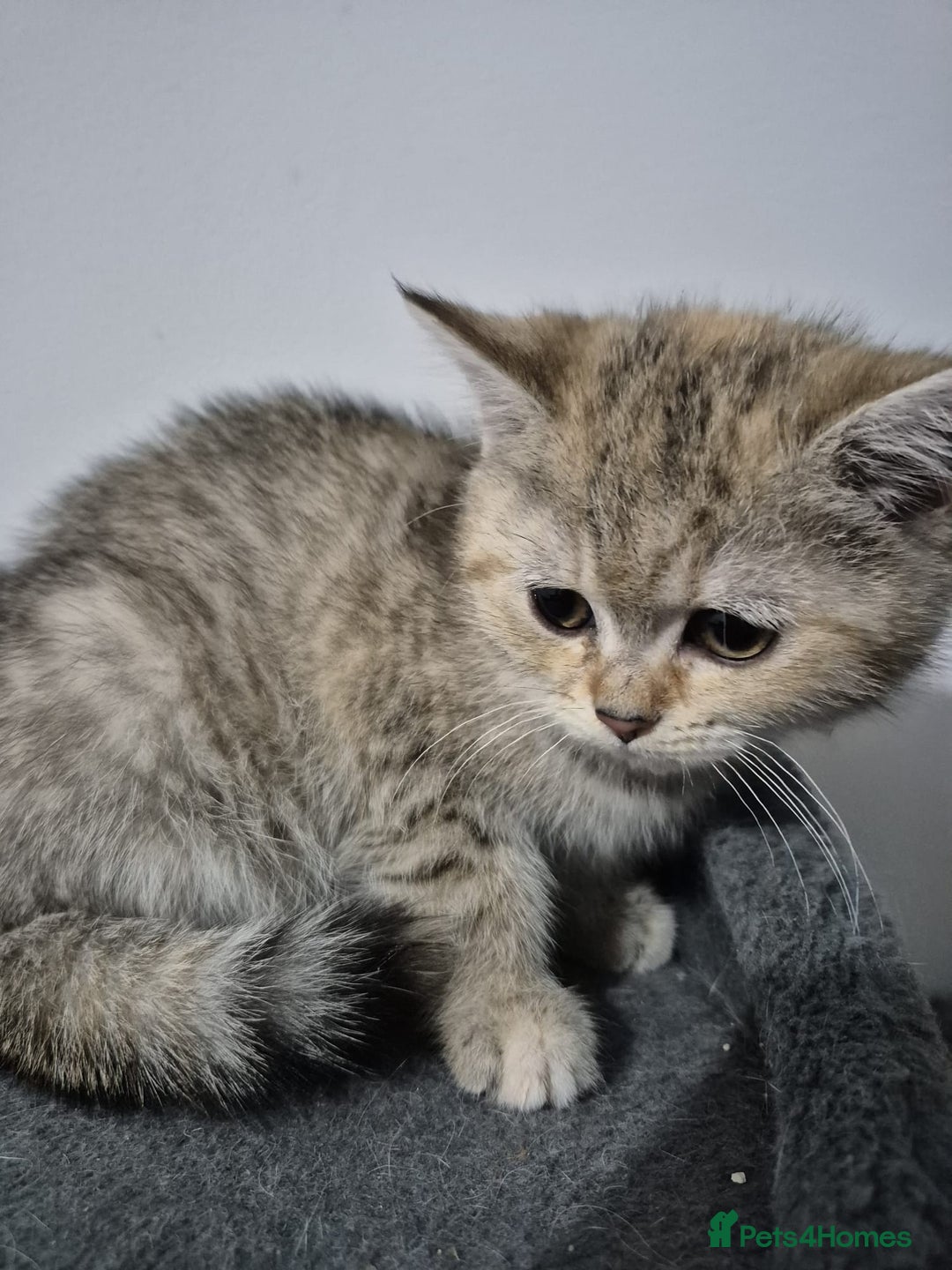 British Shorthair cats for sale: Four cross breed cuties. - Advert 16