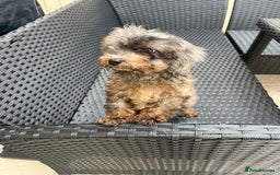 Miniature Poodle dogs for sale: 2 Beautiful boys looking for their forever home  - Image 3