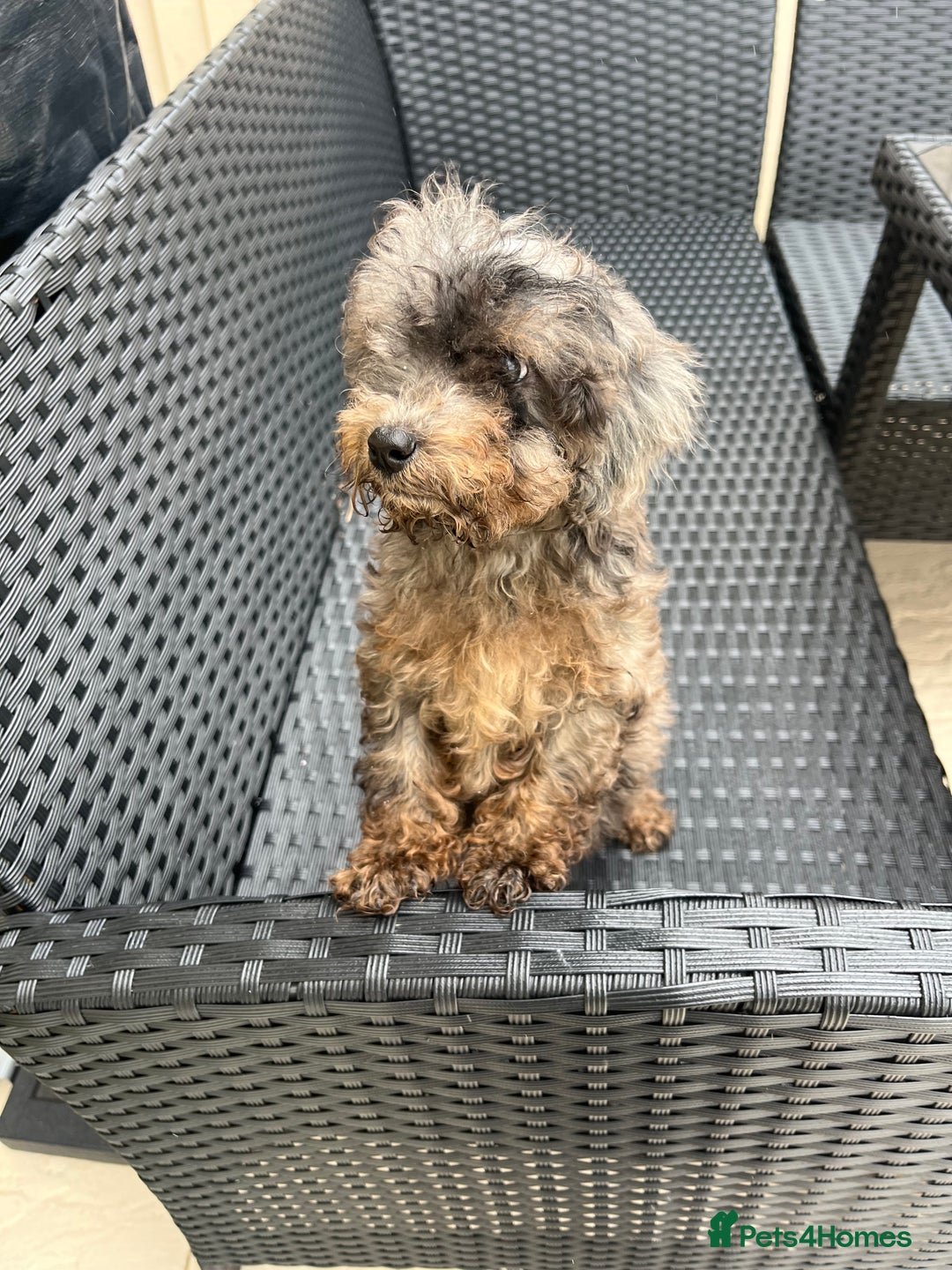 Miniature Poodle dogs for sale: 2 Beautiful boys looking for their forever home  - Image 3