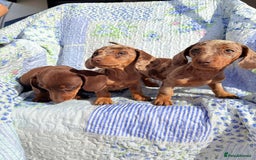 Dachshund dogs for sale: Miniature dashound puppies  - Image 5