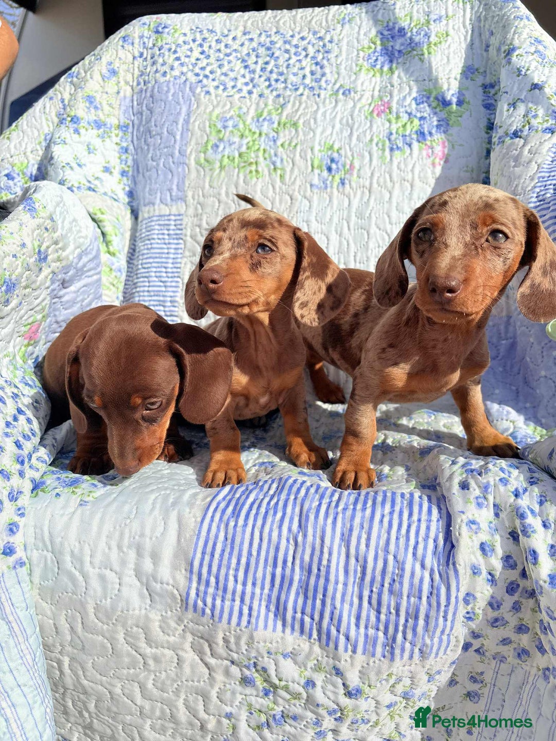 Dachshund dogs for sale: Miniature dashound puppies  - Image 5