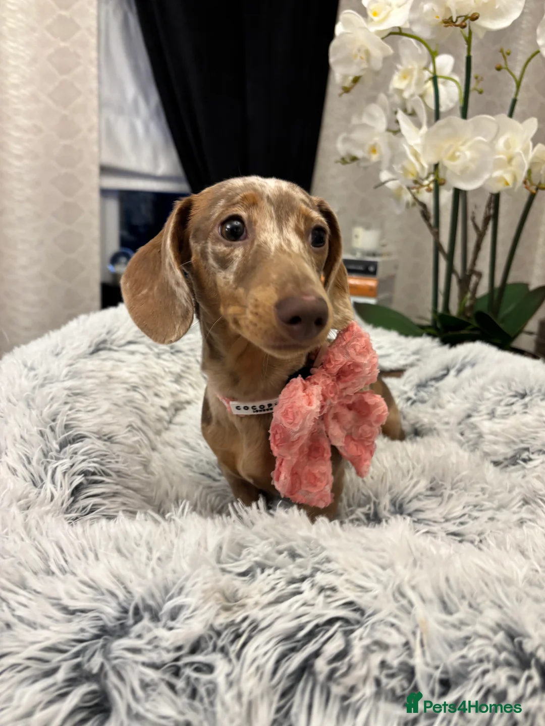 Miniature Dachshund dogs for sale: Miniature dachshund  - Advert 4
