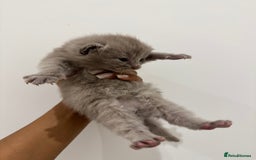 Munchkin cats for sale: beautiful short legged munchkins - Advert 6