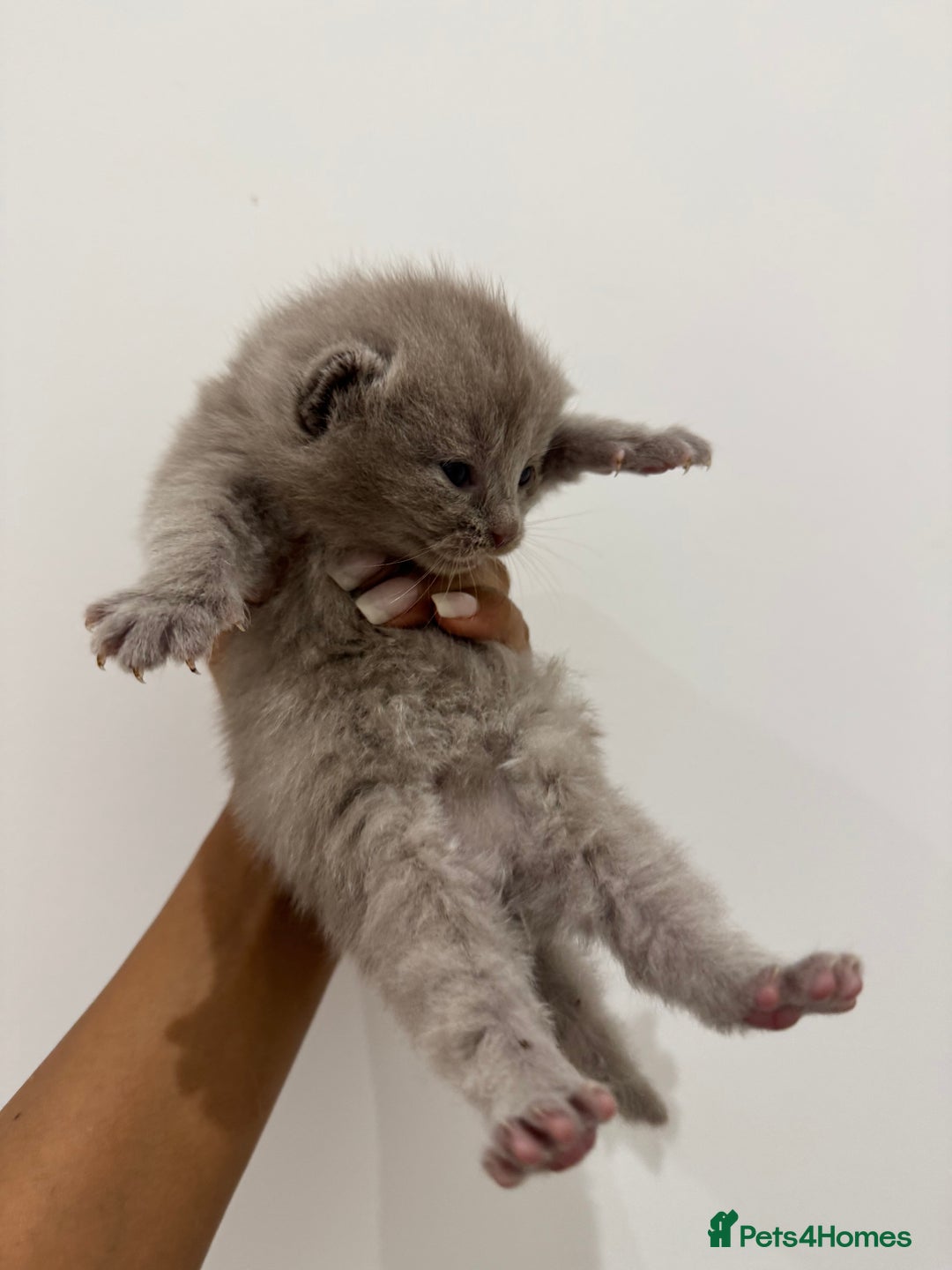 Munchkin cats for sale: beautiful short legged munchkins - Advert 6