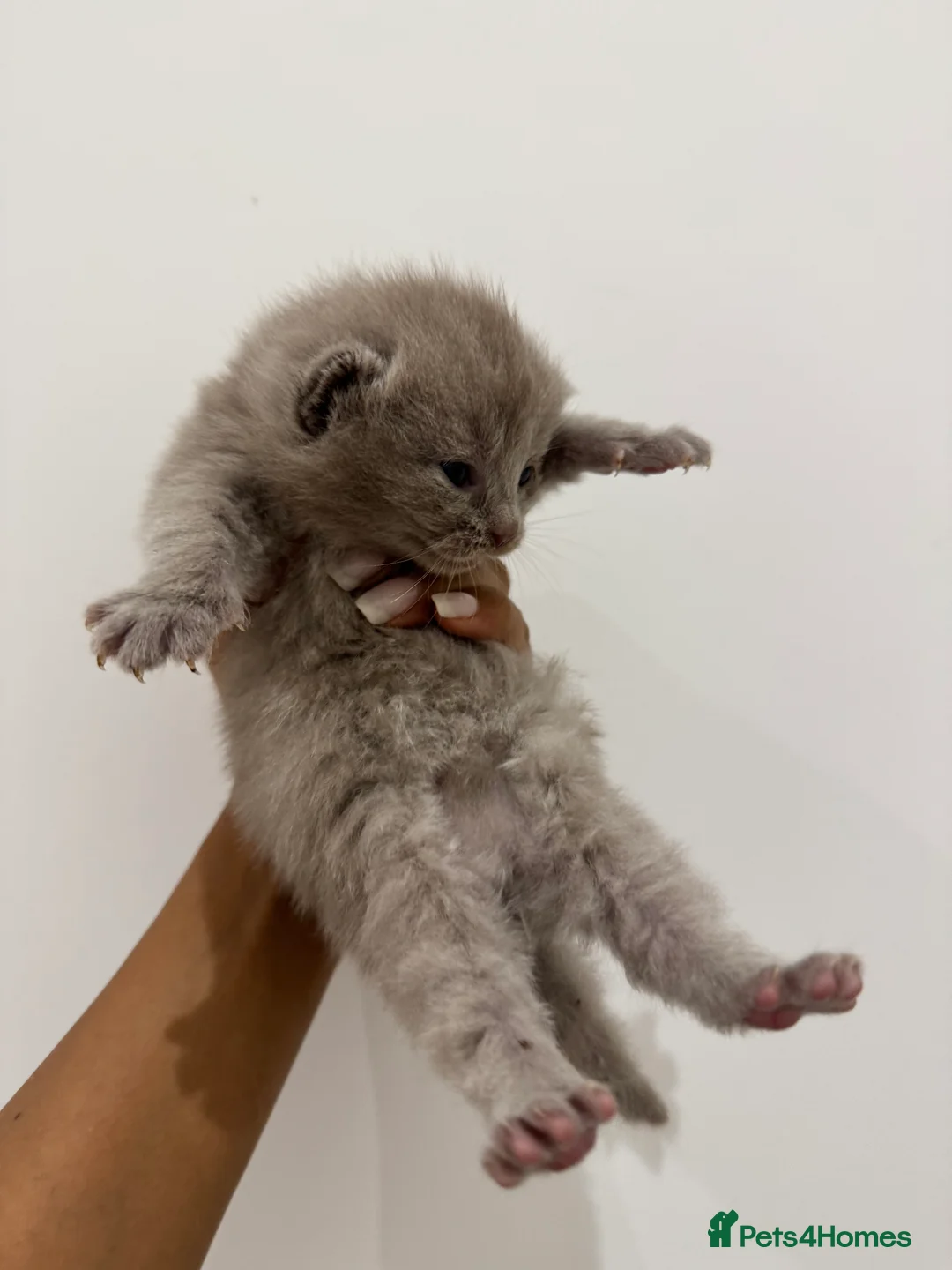 Munchkin cats for sale: 💎 RARE 💎 STANDARD MUNCHKINS READY TO LEAVE NOW  - Advert 28