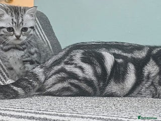 British Shorthair cats - Advert 5