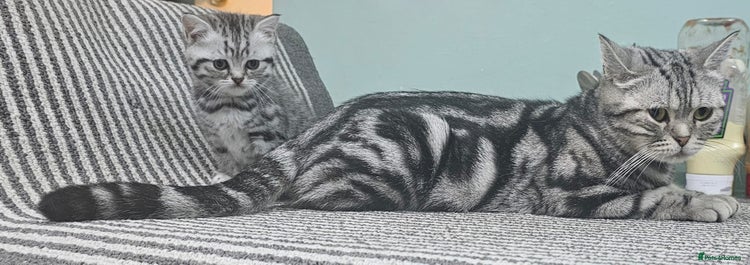 British Shorthair cats - Advert 1