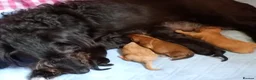 Mixed Breed dogs for sale: Corgipoo x Cockerpoo F2b - Advert 9