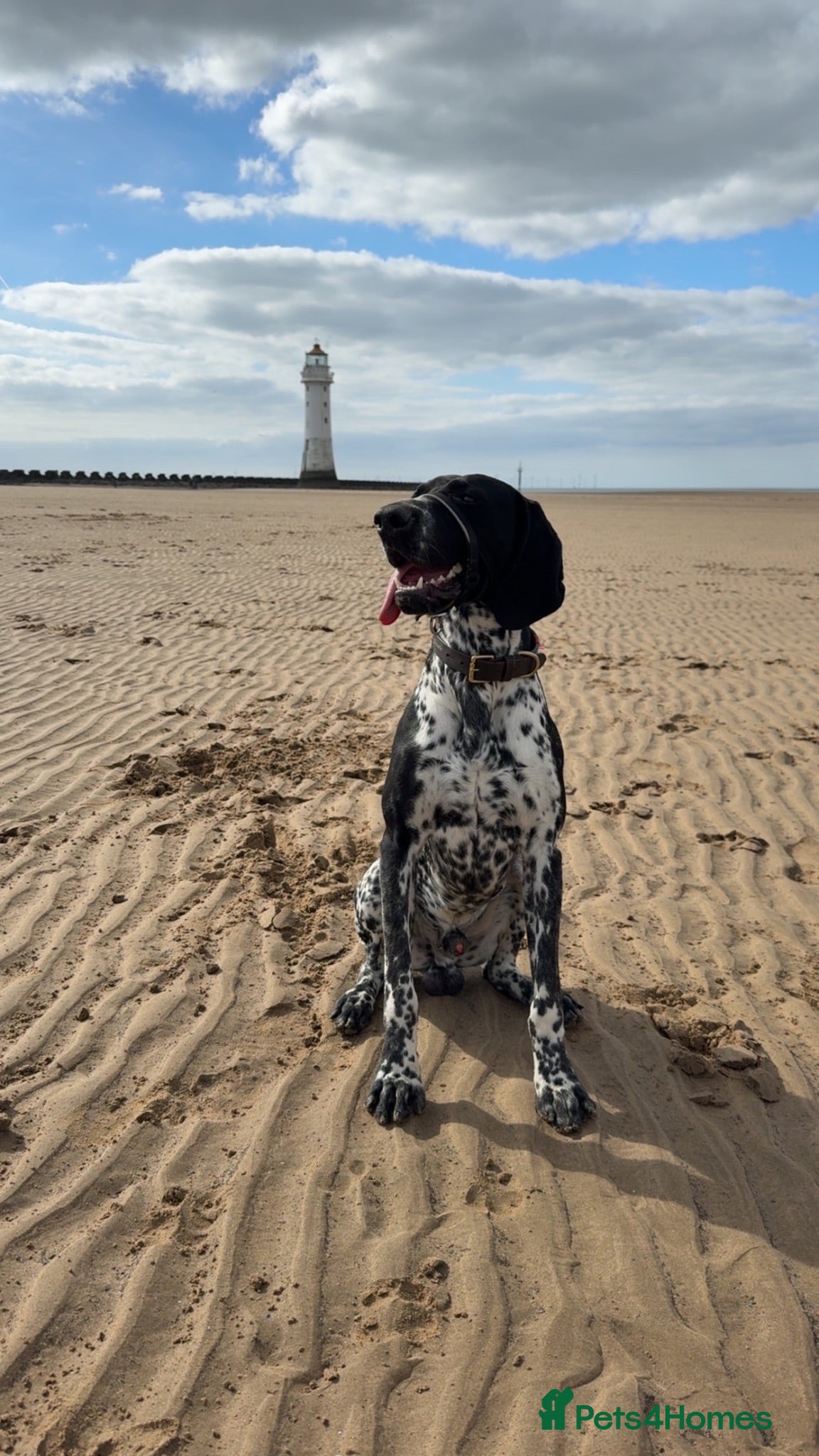 German Shorthaired Pointer dogs German shorthaired pointer - Advert 3