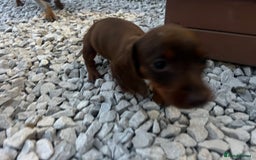 Miniature Dachshund dogs for sale: Miniature dashound - Image 1