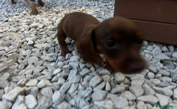 Miniature Dachshund dogs - Advert 12