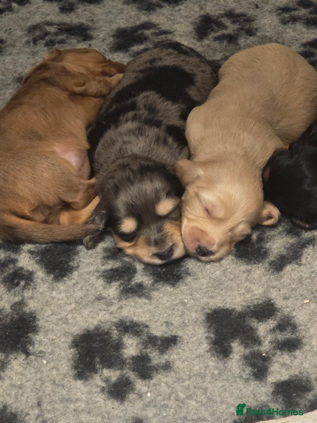 Miniature Dachshund dogs for sale: Miniature Long-Haired Dachshund - Advert 15