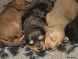 Miniature Dachshund dogs Long haired Miniature Dachshund - Advert 18