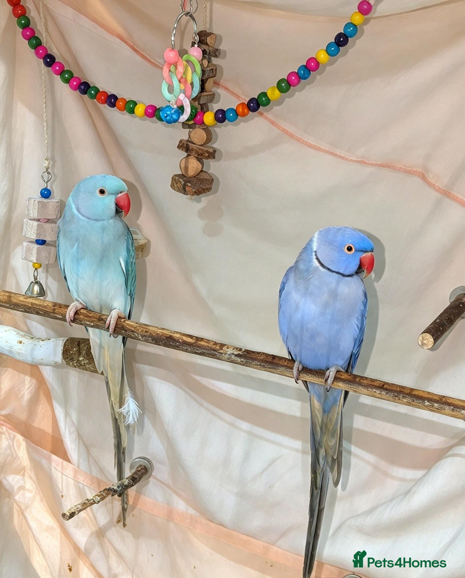 Ringnecks birds for sale: Breeding pair of violet and blue + CAGE - Advert 4