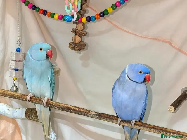Ringnecks birds for sale: Breeding pair of violet and blue + CAGE - Advert 4