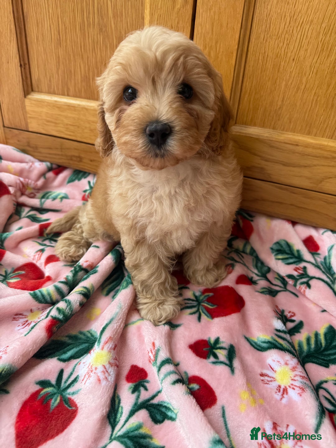 Cavapoo dogs for sale: Extensively Health Tested Apricot Cavapoo pups - Image 13