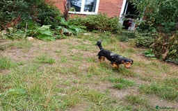 Mixed Breed dogs for sale: This is Snowy in weeting  - Image 1