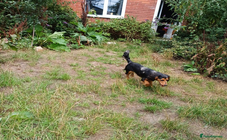 Mixed Breed dogs - Advert 5