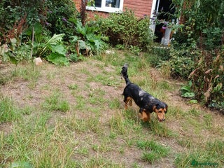 Mixed Breed dogs - Advert 20