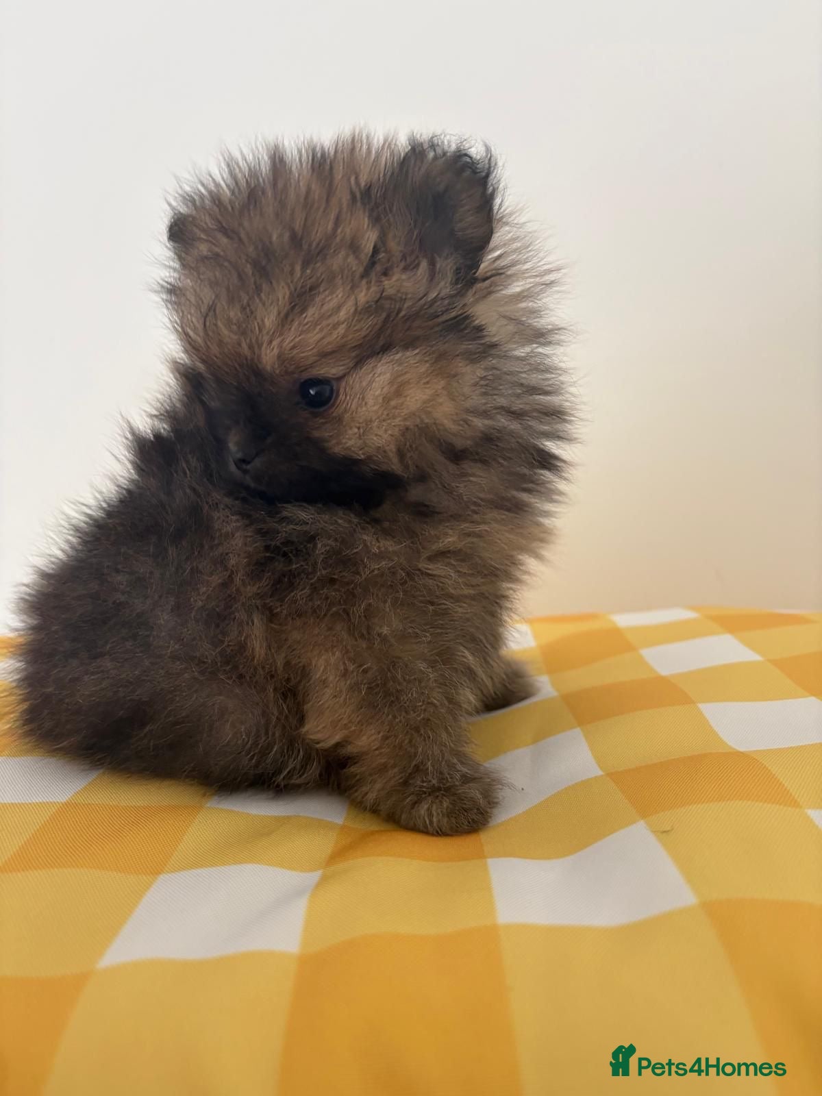 Pomeranian dogs READY QUALITY KC TINY POM PUPPIES AVAILABLE  - Advert 13