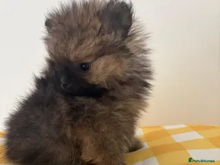 Pomeranian dogs READY QUALITY KC TINY POM PUPPIES AVAILABLE - Advert 13