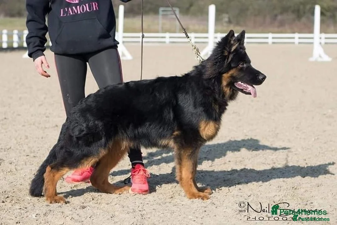 German Shepherd dogs for stud: German Shepherd Long Haired *Stud* - Advert 6