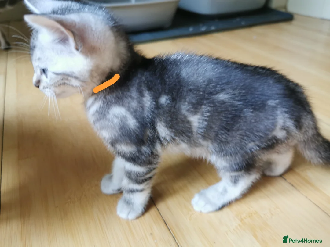 Bengal cats for sale: Silver and Snow Bengal girls - Advert 2