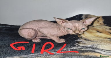 Sphynx cats - Advert 3