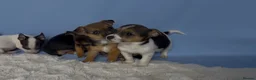 Jack Russell dogs for sale: Miniature Jack Russell puppies in Darwen - Advert 4