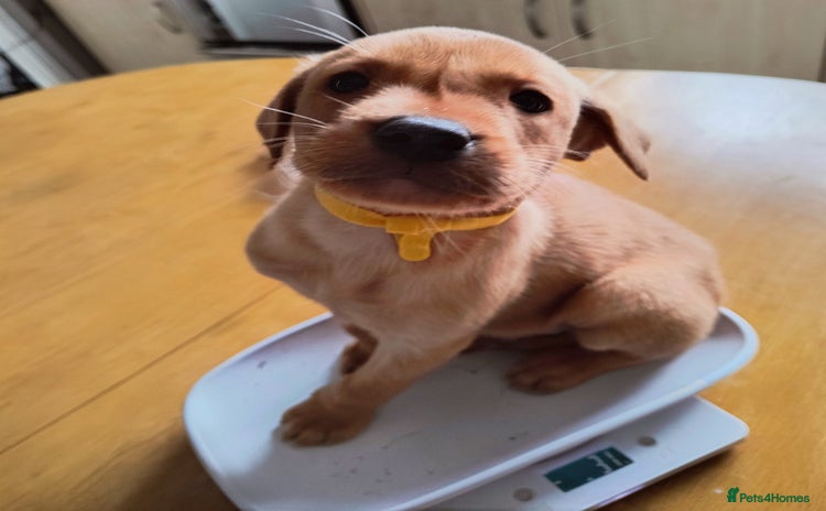 Labrador Retriever dogs - Advert 11
