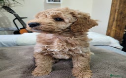 Cockapoo dogs for sale: Sweet boy cockapoo - Advert 7